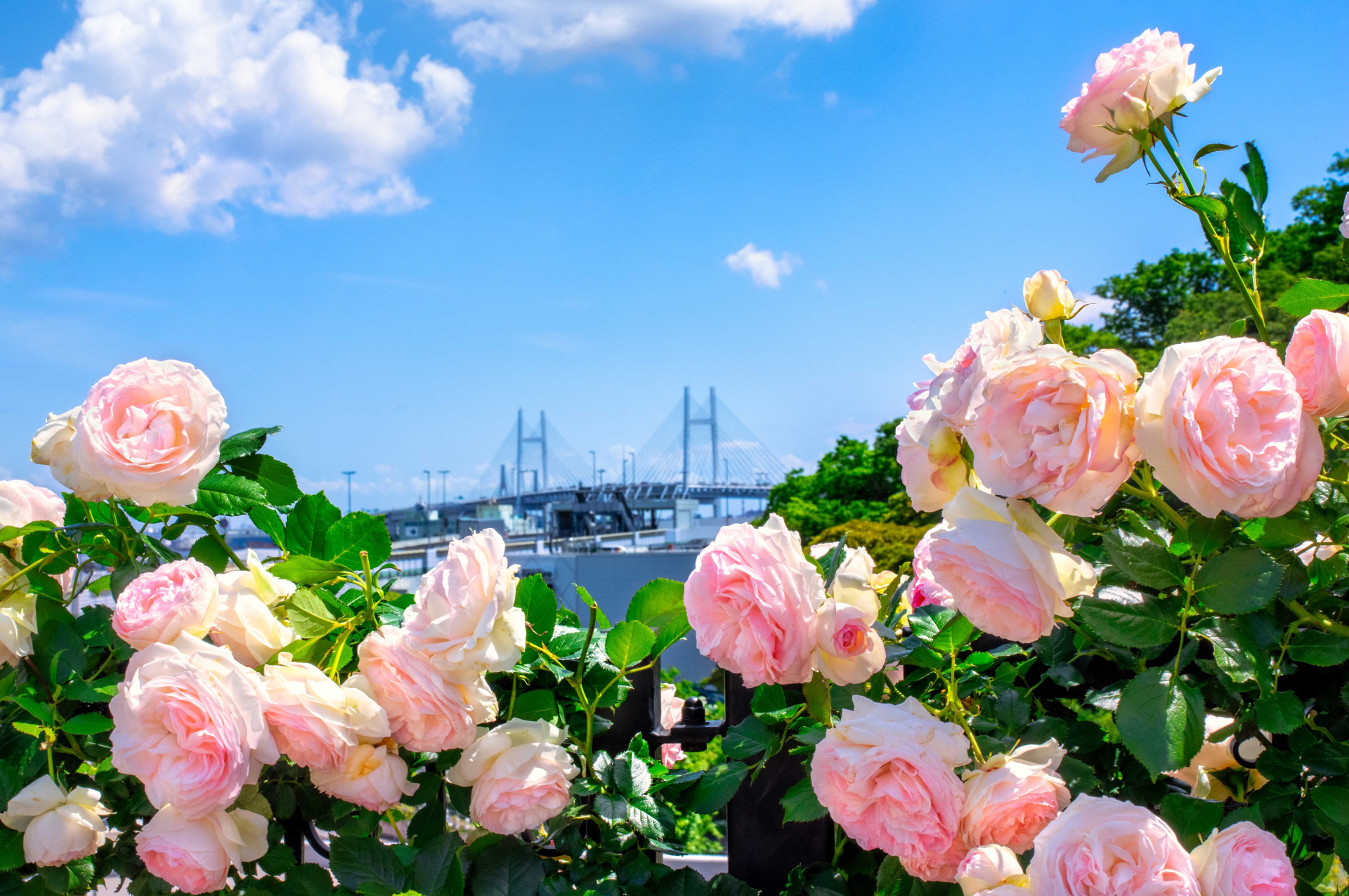 神奈川の花フォトスポット巡り！花をキレイに撮る3つのコツ